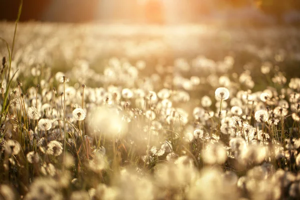 Fluffy dandelions glow in the rays of sunlight at sunset in nature field. Beautiful dandelion flowers in spring meadow. — Stock Photo, Image