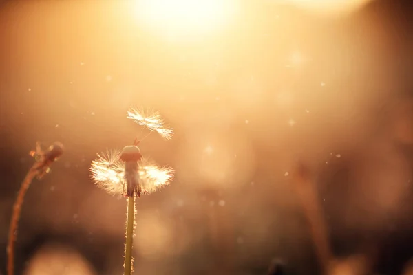 Los dientes de león esponjosos brillan en los rayos de luz solar al atardecer en el campo natural. Hermosas flores de diente de león en el prado de primavera . —  Fotos de Stock