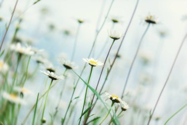 Güneşte Camomile. Papatya çiçekleri. Bir çayırda papatyalar.