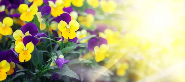 Flowering purple pansies in the garden in sunny day. Natural summer background with soft blurred focus — Stock Photo, Image