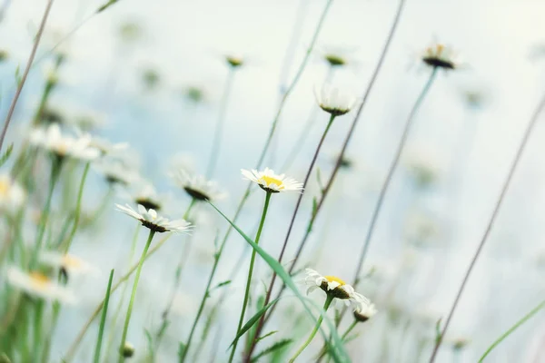 太陽の下でカモミール。カモミールの花よ草原のヒナギク. — ストック写真