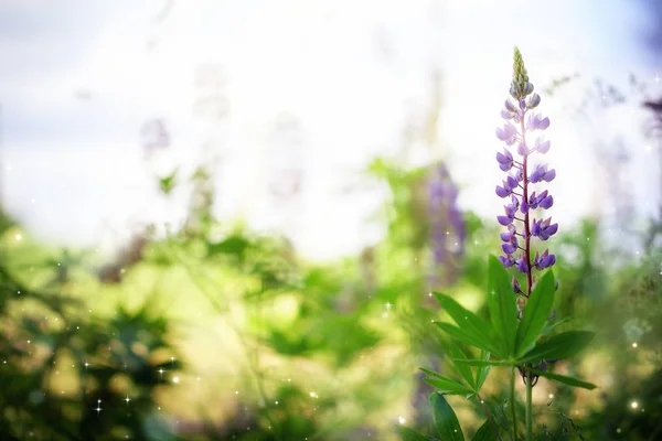 Beautiful lupine flower on a natural background morning sunrise. Colorful bright artistic image with a soft focus. — Stock Photo, Image