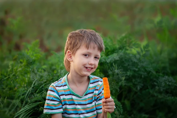 Kleines Kind isst frisch geerntete reife Möhren im Garten auf dem Pflanzbeet. — Stockfoto