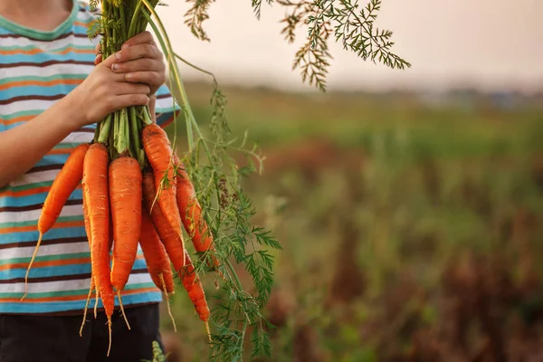 Маленький мальчик держит в руках свежую спелую морковку . — стоковое фото