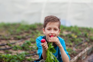 Küçük çocuk bahçede taze hasat olgun turp yemek.