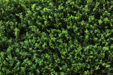 Güzel doğal arka plan, Yeşil taze boxwood arka plan olarak duvar çit yaprakları.