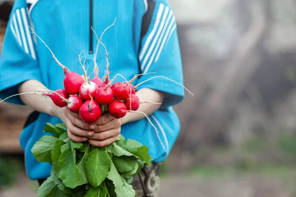 Fresh organic radish in child hands. Healthy food. — Stock Photo, Image