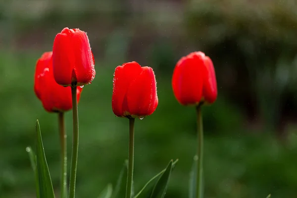 Fresh red tulips flowers after rain on nature green background. — Stock Photo, Image