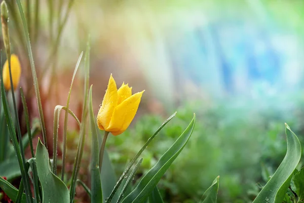 Fresh yellow tulip flowers after rain on nature green background. — Stock Photo, Image