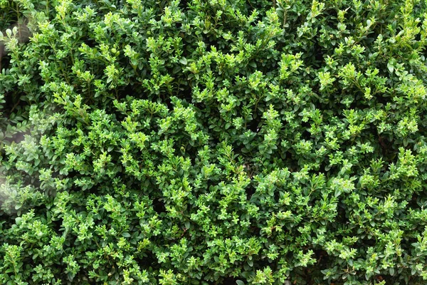 Hermoso fondo natural, hojas verdes seto de la pared como fondo de boj fresco . — Foto de Stock