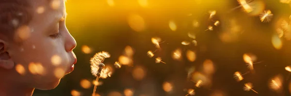 Bonito menino sopra um dente-de-leão no pôr-do-sol de verão . — Fotografia de Stock