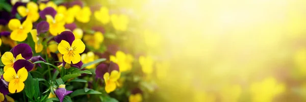Kwitnące fioletowe bratki w ogrodzie w słoneczny dzień. Naturalne lato tło z miękkim ostrości niewyraźne. — Zdjęcie stockowe