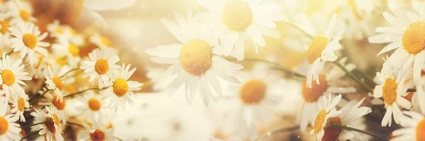 Yaz sabahı doğa arka planda papatya çiçekleri. Afiş.