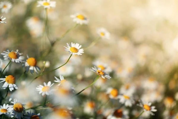 Field of camomile in summer sunny day in nature. Beautiful flower background. — Stock Photo, Image