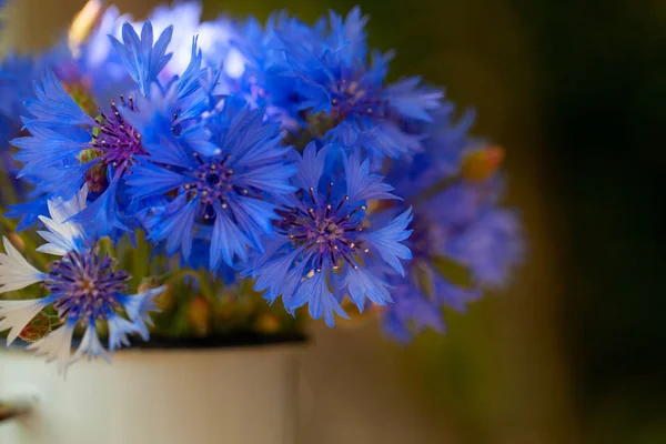 Lato piękny bukiet niebieski kukurydza kwiaty w białym garnku na tle natury. — Zdjęcie stockowe