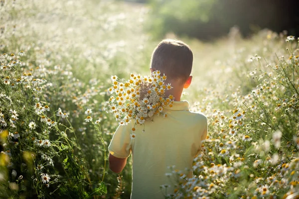 Little kid boy holding bouquet of fields camomile flowers in summer day. Back view. — Stock Photo, Image