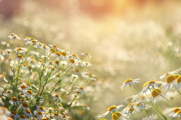 Venkovská krajina. Pole heřmánkového v letním slunném dni v přírodě. Krásné květinové pozadí. — Stock fotografie