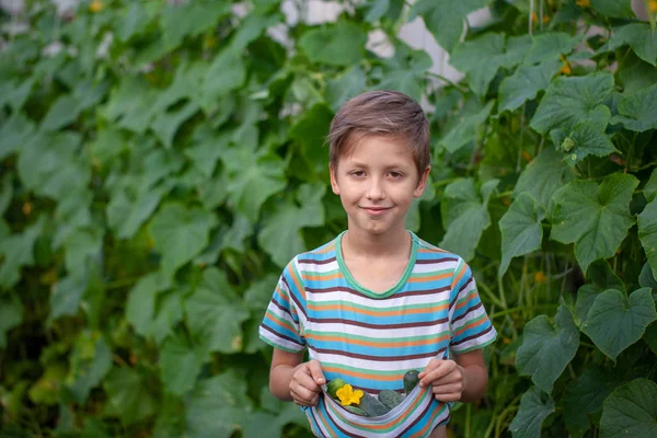 Portret Little Rolników Świeże Ogórki Domowej Roboty Ekologiczne Warzywa — Zdjęcie stockowe