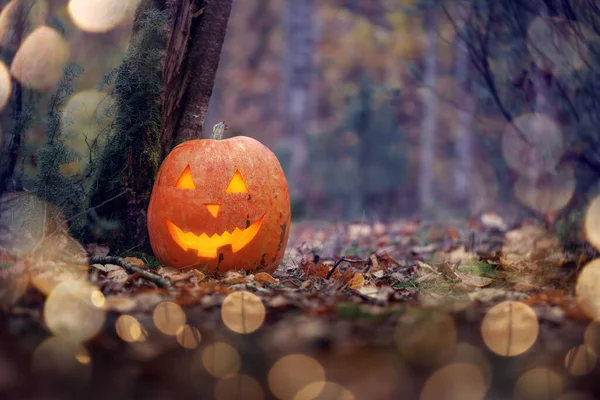 Halloween háttér Jack o lámpás tök. Halloween ünnep koncepció ijesztő tök sötét erdőben. — Stock Fotó
