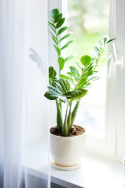 Zamioculcas 'ın ev bitkisi pencere eşiğinde. Penceresinde yeşil yapraklar olan ev bitkisi. Ev bahçesi kavramı..
