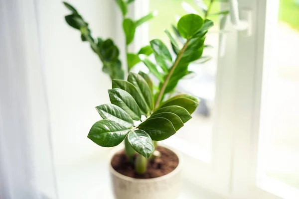 Zamioculcas home plant on the windowsill. Home plant with green leaves on a window. Concept of home gardening.