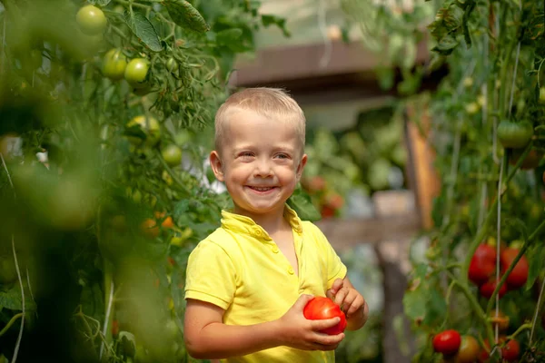 Портрет Улыбающийся Мальчик Собирает Урожай Красных Спелых Помидоров Теплице — стоковое фото
