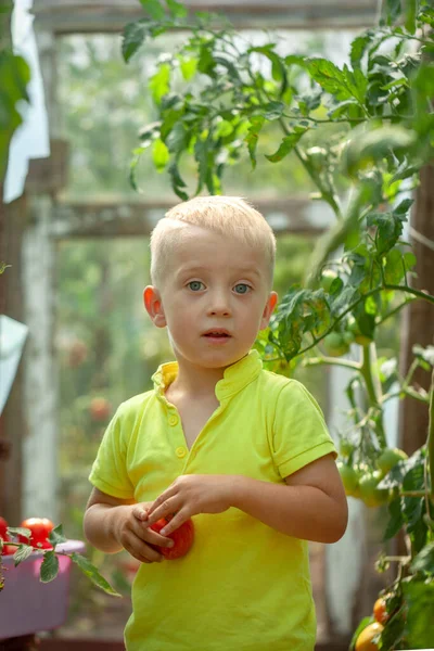 Портрет Усміхненого Хлопчика Збирає Урожай Червоних Стиглих Помідорів Теплиці — стокове фото