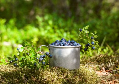 Yeşil ormanda taze toplanmış yabanmersini dolu bir kase.