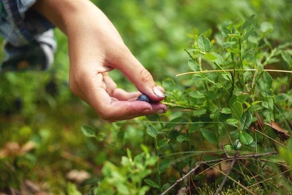 Carino Bambino Ragazzo Raccogliendo Dolce Mirtillo Dal Cespuglio Una Foresta — Foto Stock