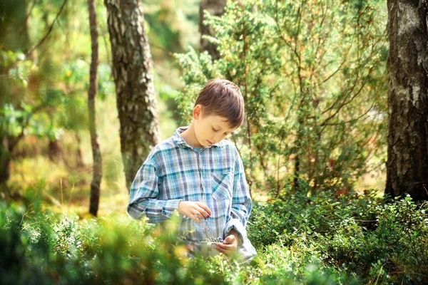 Cute Child Boy Harvesting Sweet Bilberry Bush Forest Sunny Day — Stock Photo, Image