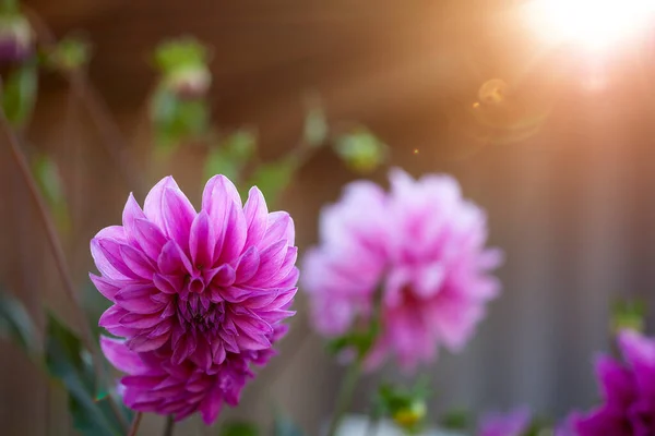 Flor de Dalia púrpura o violeta en jardín con luz natural del sol. —  Fotos de Stock