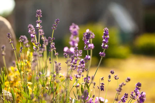 Lavender Field in the summer, close up shot with bokeh. Floral background.