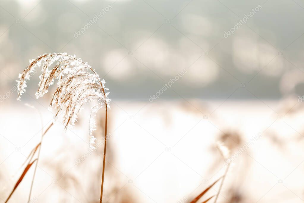 Close-up of meadow grass under the snow. Nature winter background. Winter landscape.Winter scene.