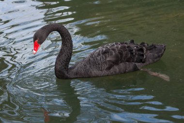 Black swan (Cygnus atratus). Wild life animal.  clipart