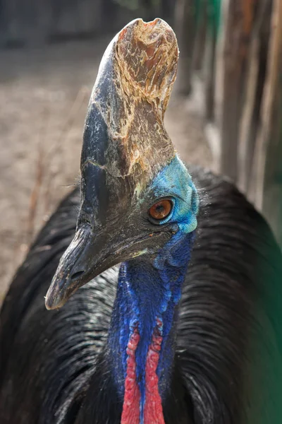 Казуар Casuarius Casuarius Також Відомий Казуарів Подвійний Wattled — стокове фото