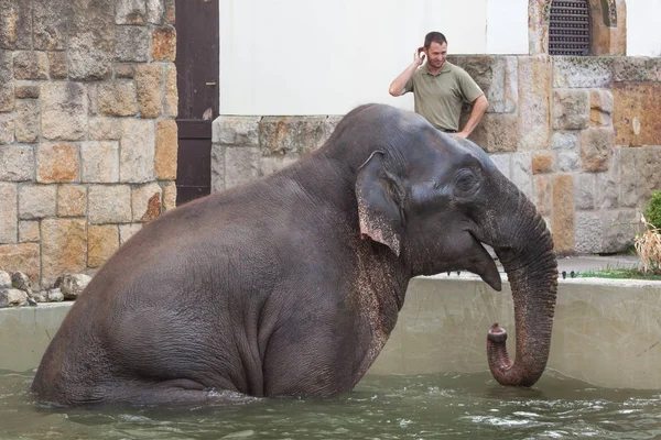 アジアゾウ Elephas Maximus ブダペスト ハンガリーのブダペスト動物園で入浴を見てブダペスト ハンガリー 2017 飼育係 — ストック写真
