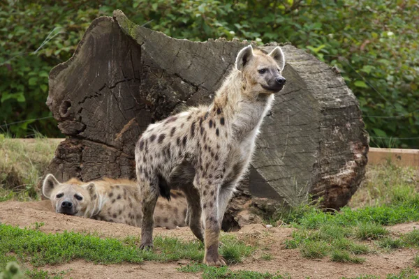 Fläckig Hyena Crocuta Crocuta Även Känd Som Den Skrattande Hyenan — Stockfoto