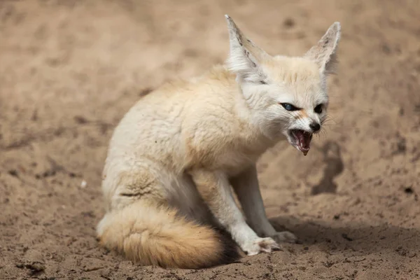 Renard Fauve Vulpes Zerda Animaux Sauvages — Photo