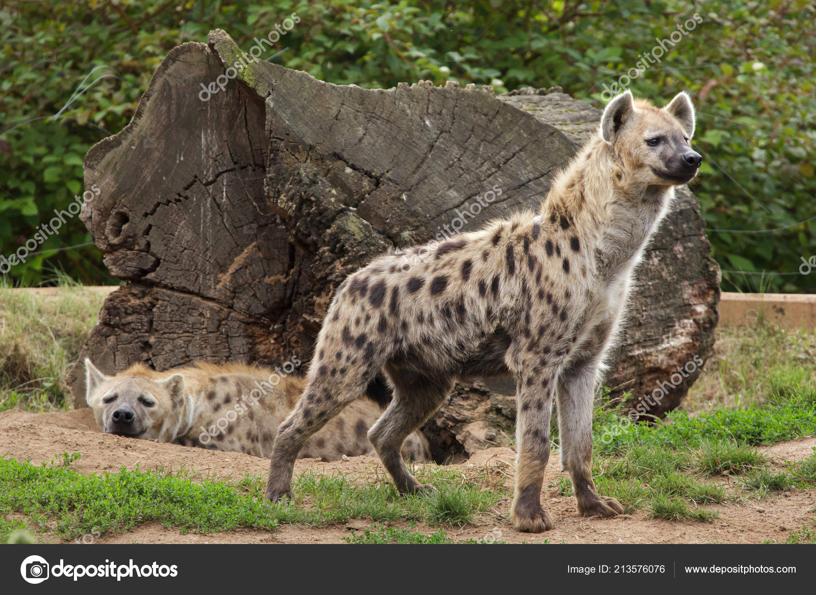 Dos Hienas Manchadas Hábitat Natural: fotografía de stock © wrangel