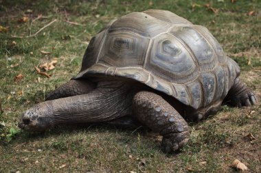 Aldabra dev kaplumbağa yeşil çimenlerin üzerinde
