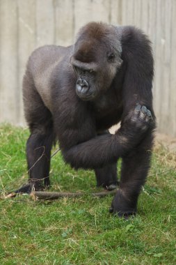 Batı ova goril ayakta çimenlerin üzerinde ve uzak arıyorsunuz