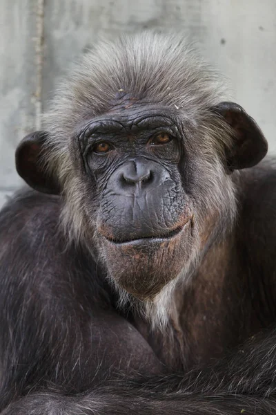 Close Tiro Chimpanzé Comum Olhando Para Câmera — Fotografia de Stock
