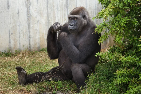 Gorilla Pianura Occidentale Seduto Sull Erba Guardando Fotocamera — Foto Stock