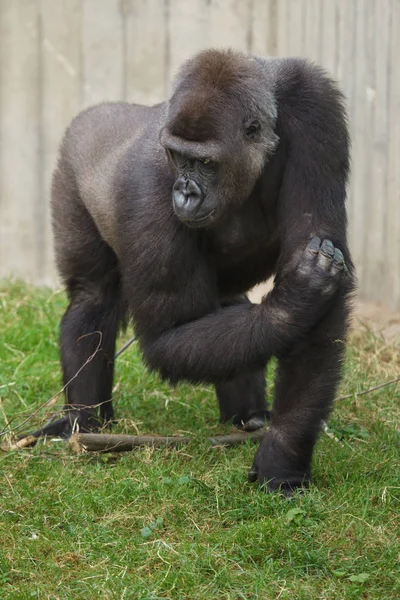 Západní Nížinná Gorila Stojící Trávě Hledat Dál — Stock fotografie