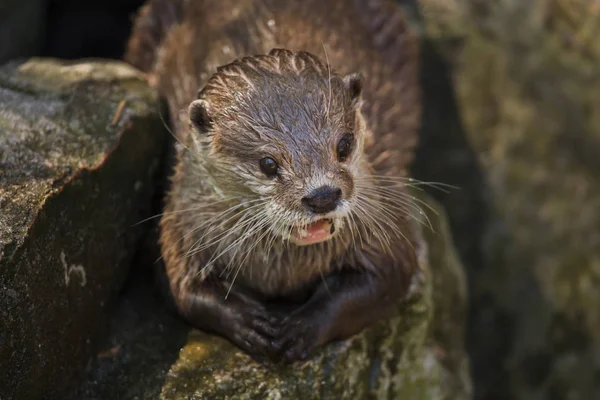 Primer Plano Tiro Asiático Pequeño Garra Nutria —  Fotos de Stock