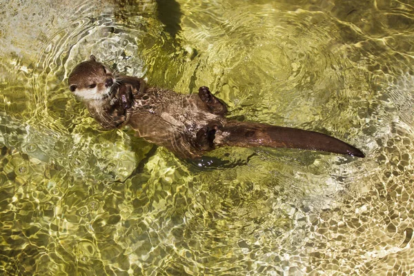 Top View Asian Small Clawed Otter Floating Water — Stock Photo, Image