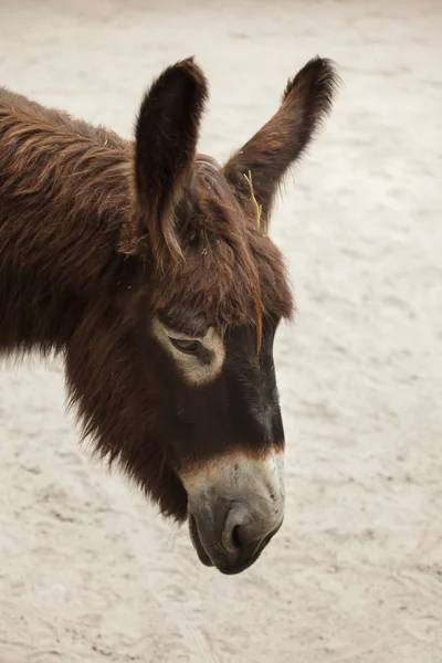 Close Shot Poitou Donkey Head — Stock Photo, Image