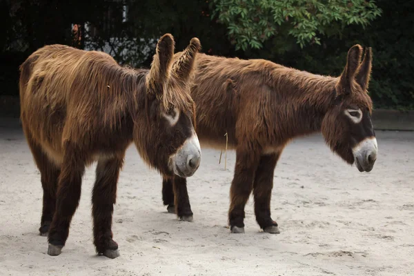 Two Poitou Donkeys Standing Sand Pasture — Stock Photo, Image