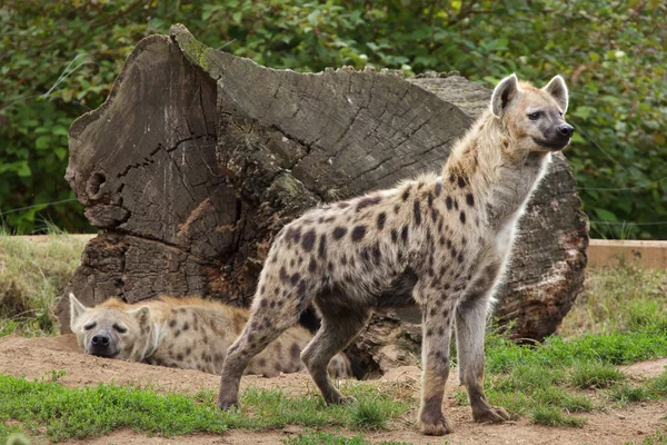 Twee Gevlekte Hyena Natuurlijke Habitat — Stockfoto