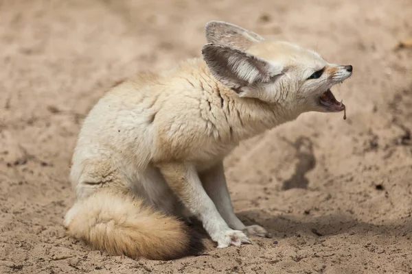 Primer Plano Disparo Zorro Fennec Sentado Arena — Foto de Stock